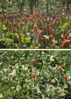 crimson_clover4.jpg